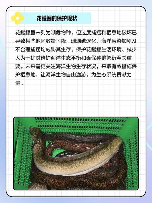 海南野生過山龍魚圖片大全集