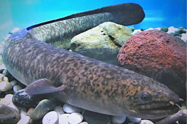 海南野生過山龍魚圖片大全集