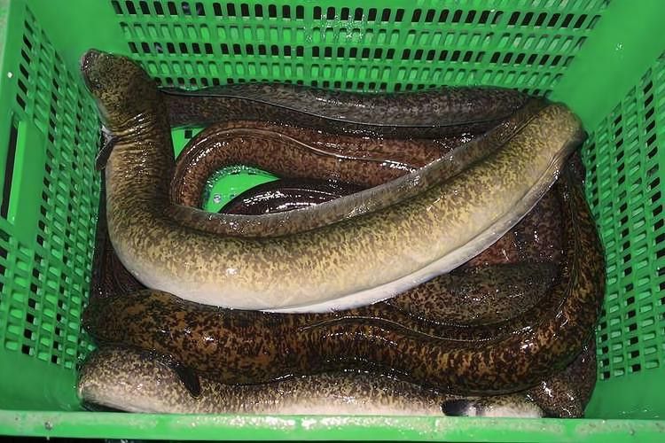 海南野生過山龍魚圖片大全集