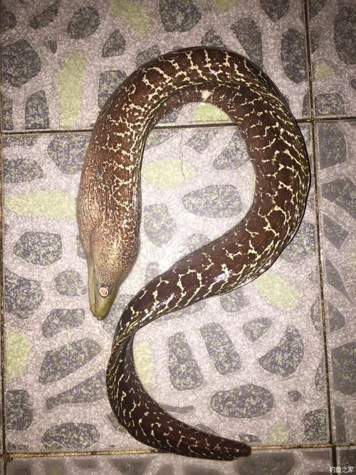 海南野生過山龍魚圖片大全集