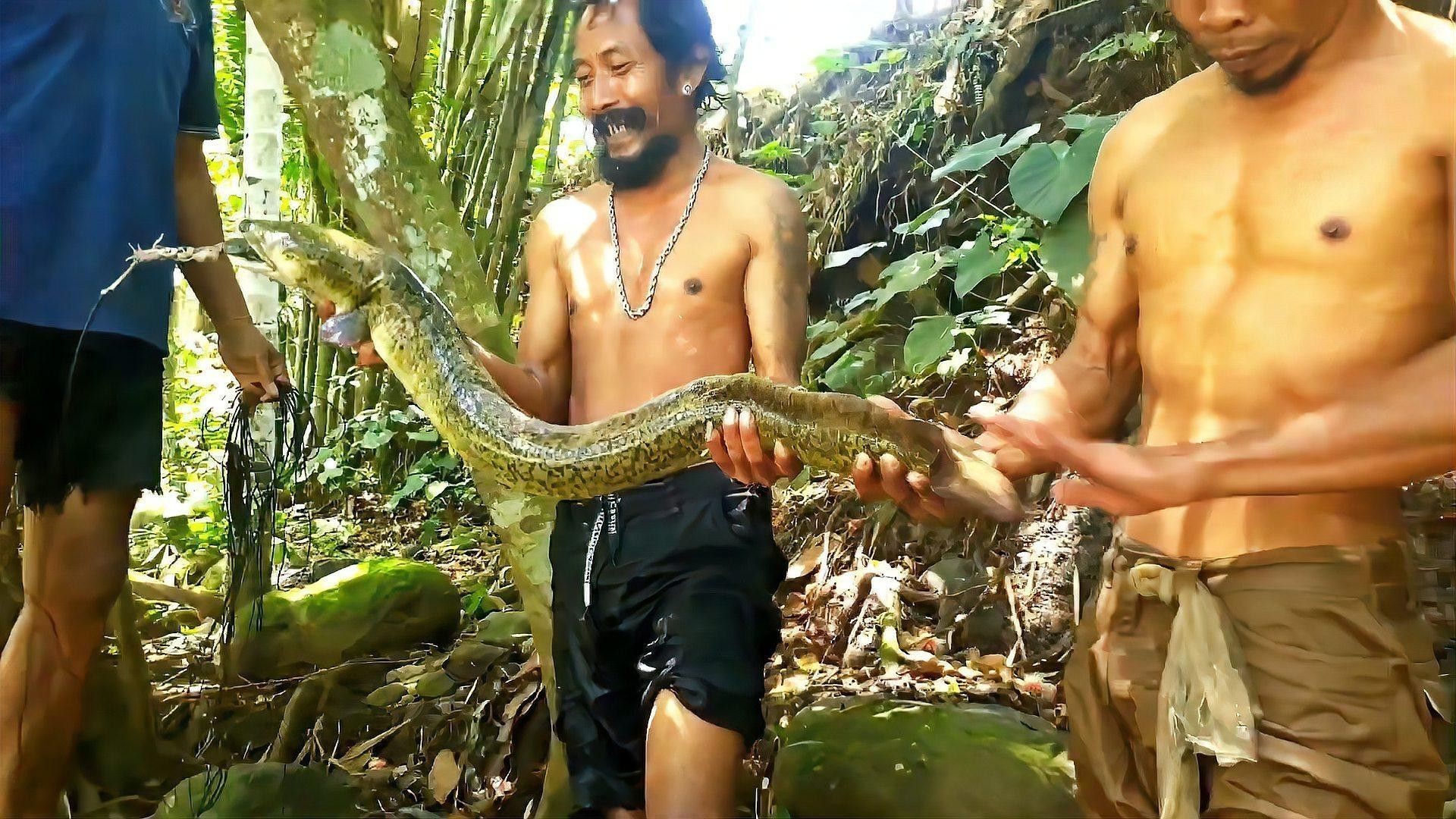海南野生過山龍魚圖片大全集