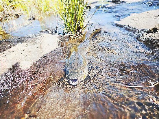 海南野生過山龍魚圖片大全集