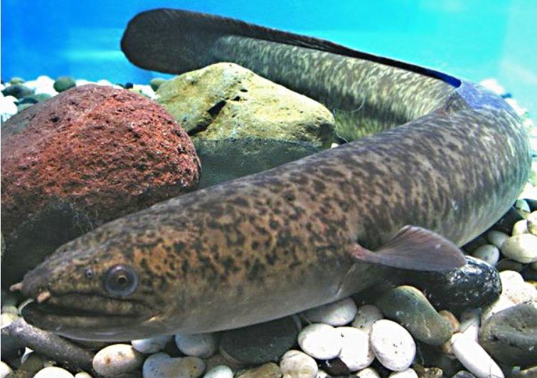 海南野生過山龍魚圖片大全集