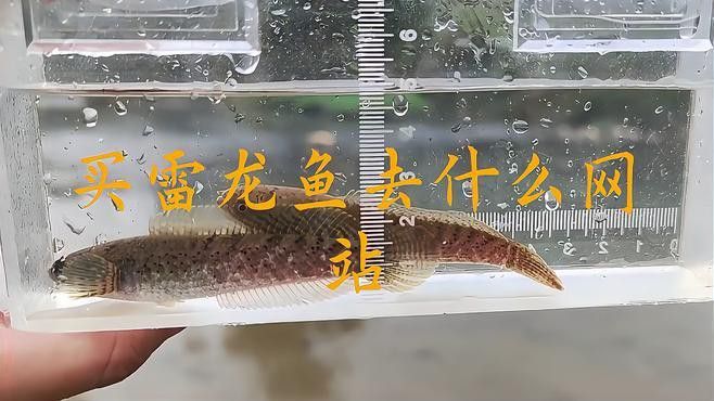 金龍魚用白色做背景如何形容（金龍魚燈光選擇技巧）