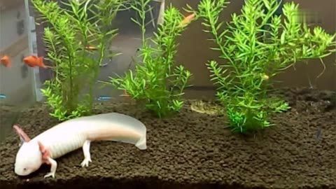 六角龍魚照片：六角龍魚圖片欣賞