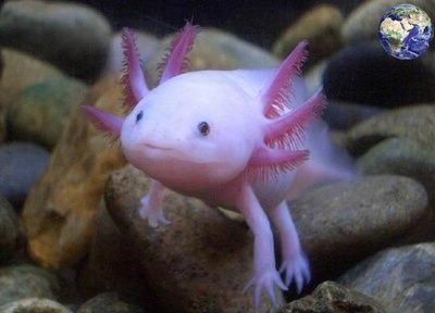 六角龍魚照片：六角龍魚圖片欣賞