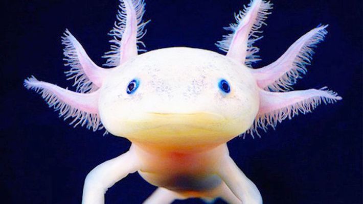 六角龍魚照片：六角龍魚圖片欣賞