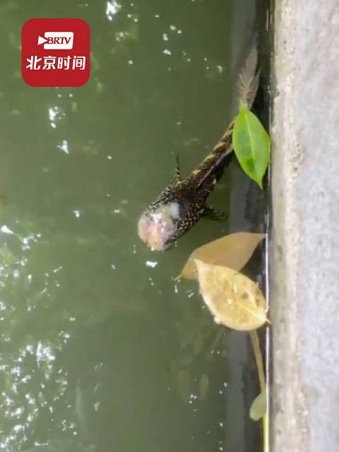 雷龍魚可以活多久