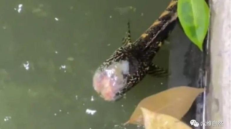 雷龍魚可以活多久