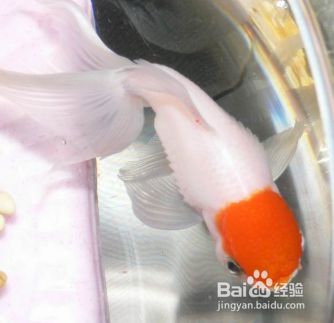 金龍魚炸鱗怎么回事：金龍魚炸鱗現象解析