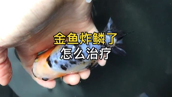 金龍魚炸鱗怎么回事：金龍魚炸鱗現象解析