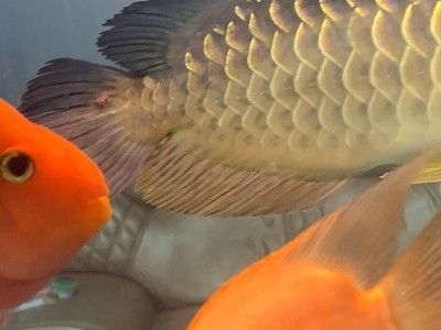 龍魚尾巴凸起的白包：龍魚尾巴上出現凸起的白包怎么辦