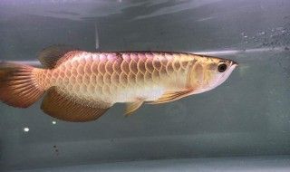 龍魚爛尾治療方法：龍魚爛尾病的早期癥狀有哪些