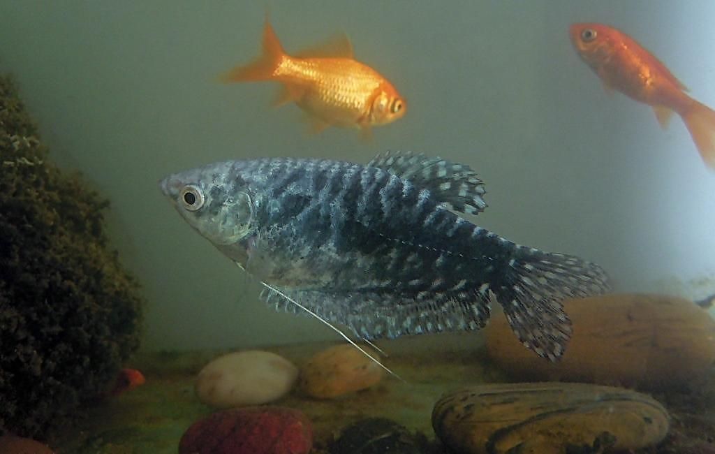 長得像曼龍魚的觀賞魚（幾種長得像曼龍魚的觀賞魚）