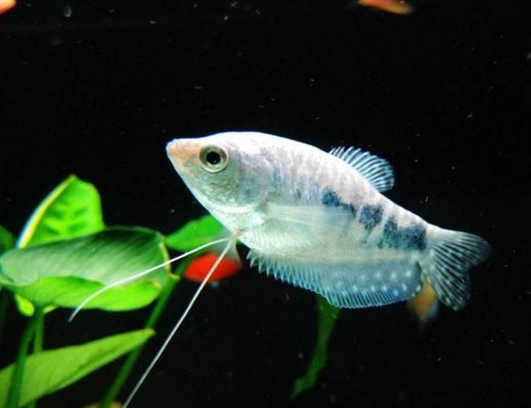 長得像曼龍魚的觀賞魚（幾種長得像曼龍魚的觀賞魚）