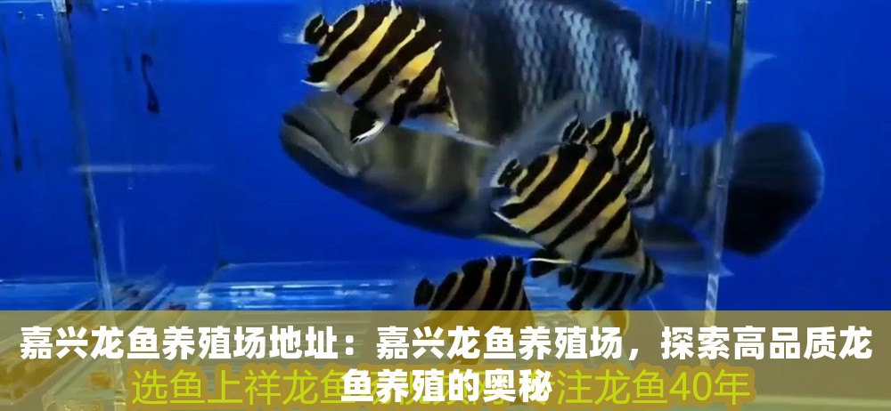嘉興龍魚養殖場地址：嘉興龍魚養殖場，探索高品質龍魚養殖的奧秘
