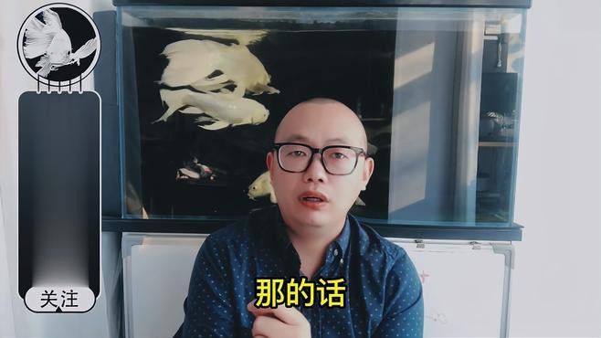 為什么龍魚老愛在出水口那不動