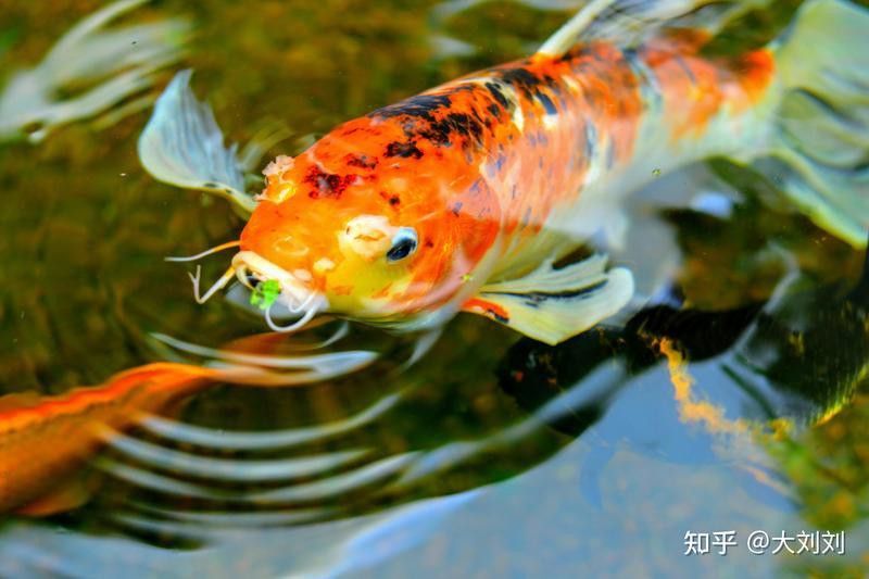 為什么龍魚老愛在出水口那不動