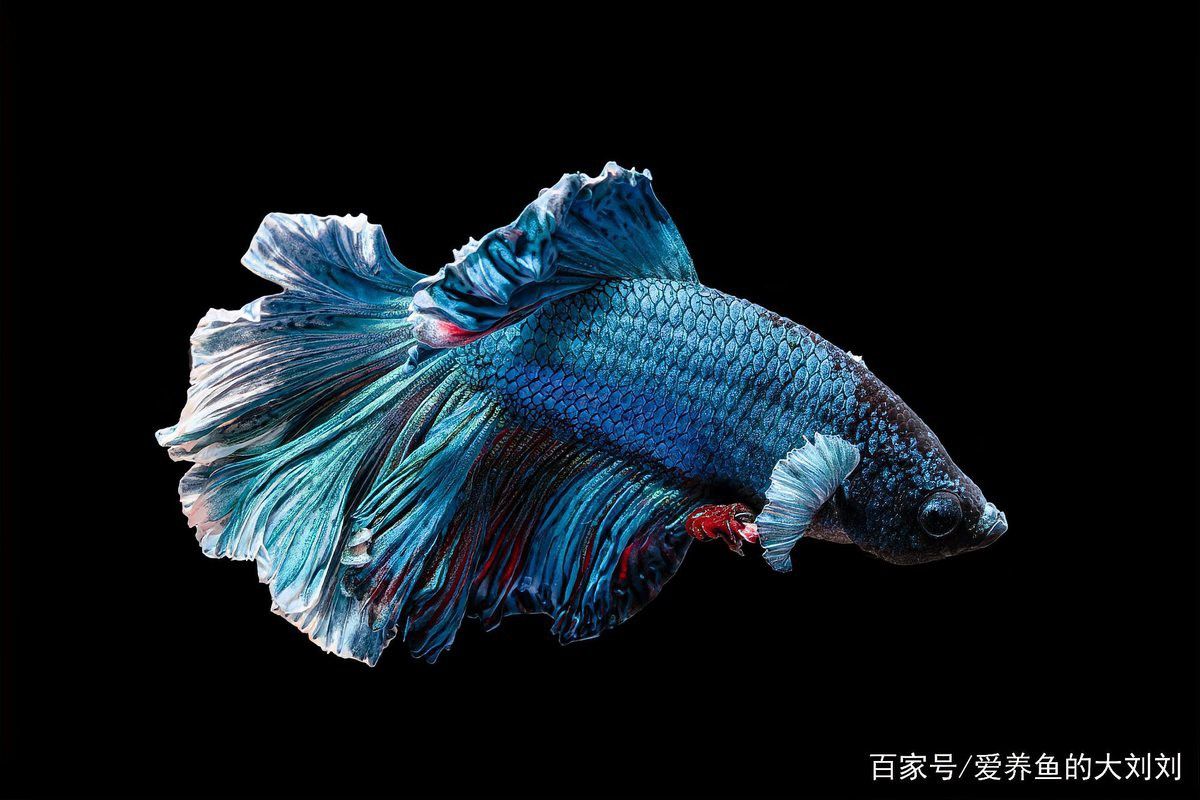 為什么龍魚老愛在出水口那不動
