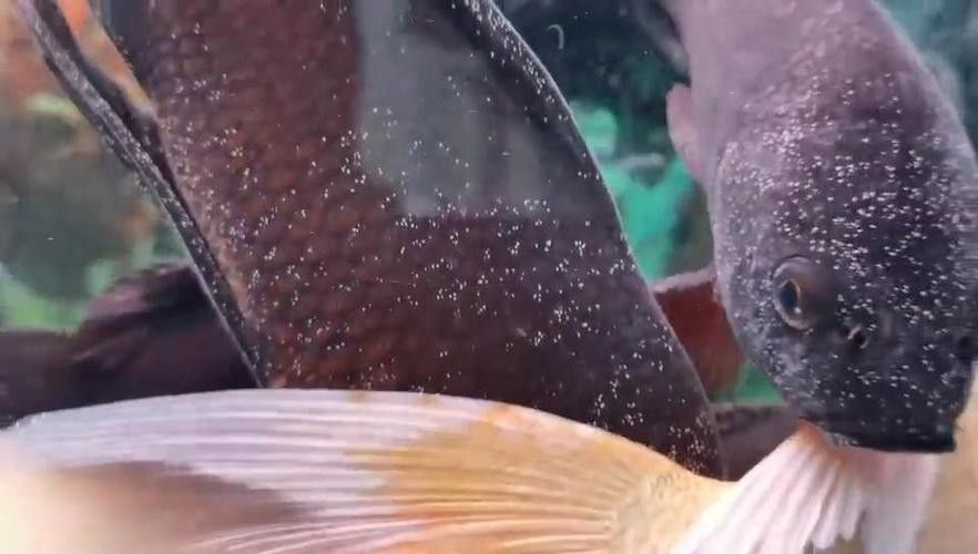 龍魚身上白色線狀寄生蟲圖片