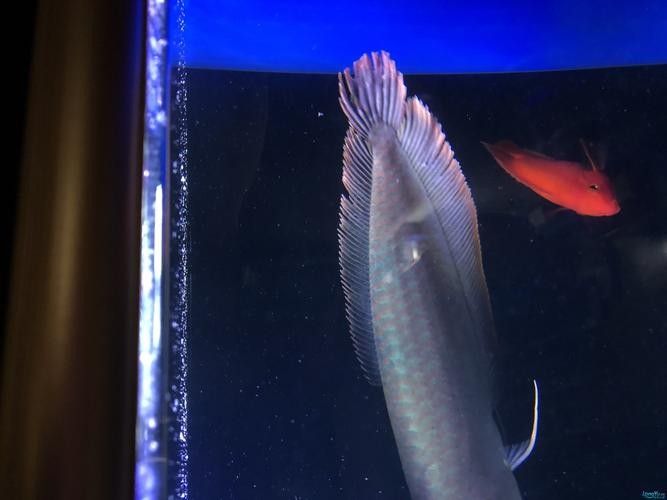 龍魚身上白色線狀寄生蟲圖片