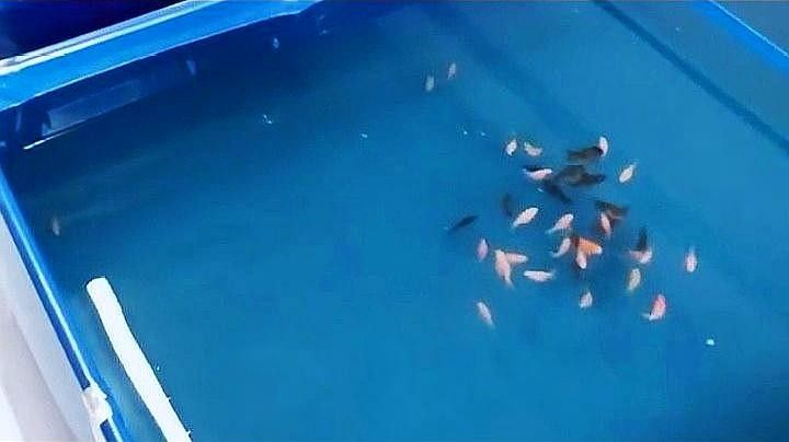 龍魚身上白色線狀寄生蟲圖片