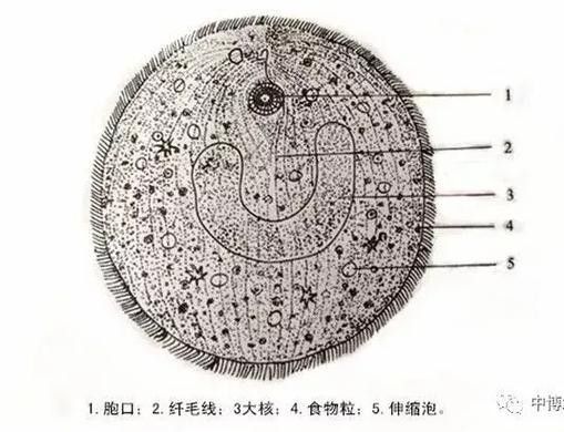 龍魚身上白色線狀寄生蟲圖片