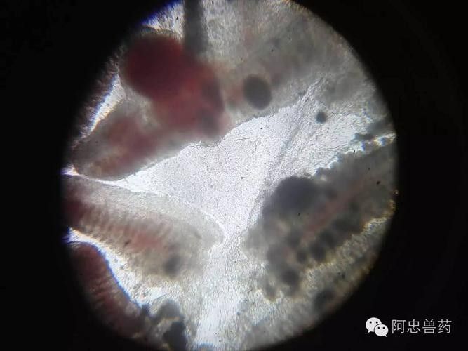 龍魚身上白色線狀寄生蟲圖片