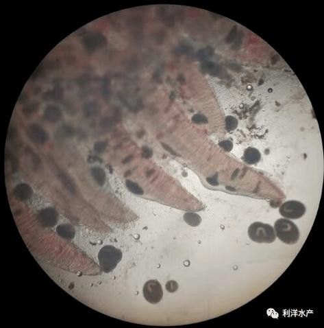 龍魚身上白色線狀寄生蟲圖片