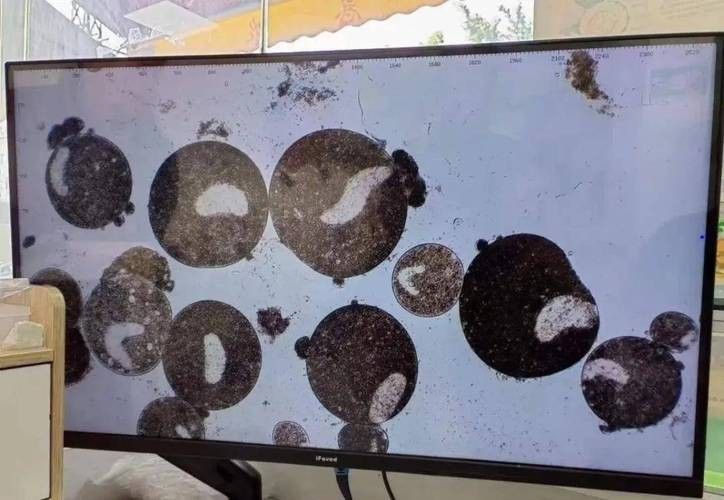 龍魚身上白色線狀寄生蟲圖片
