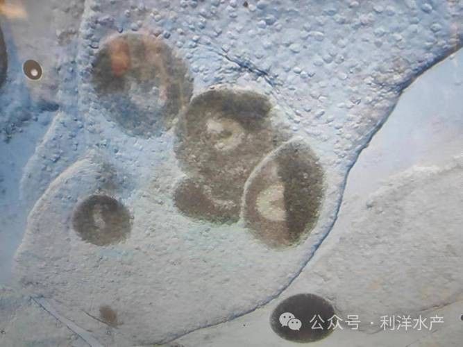 龍魚身上白色線狀寄生蟲圖片