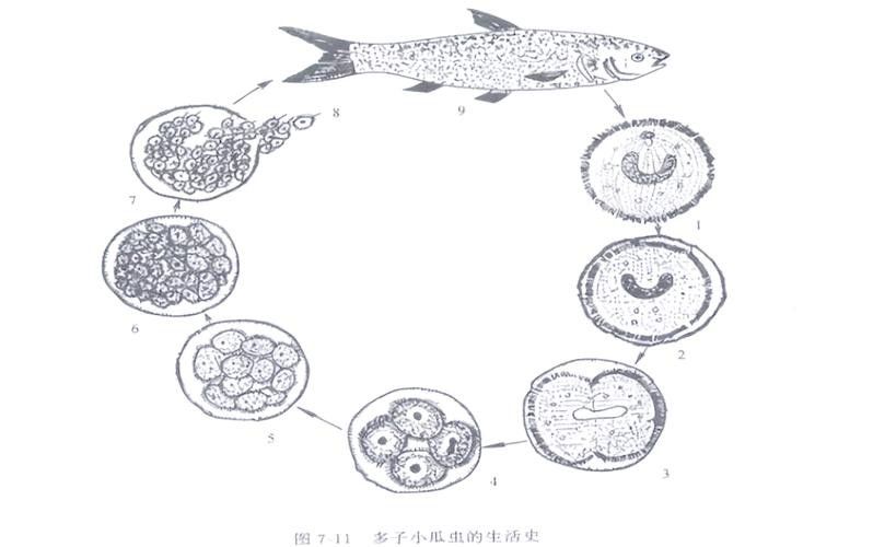 龍魚身上白色線狀寄生蟲圖片