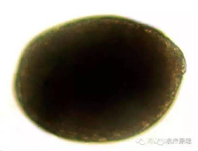 龍魚身上白色線狀寄生蟲圖片
