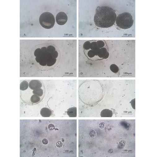 龍魚身上白色線狀寄生蟲圖片