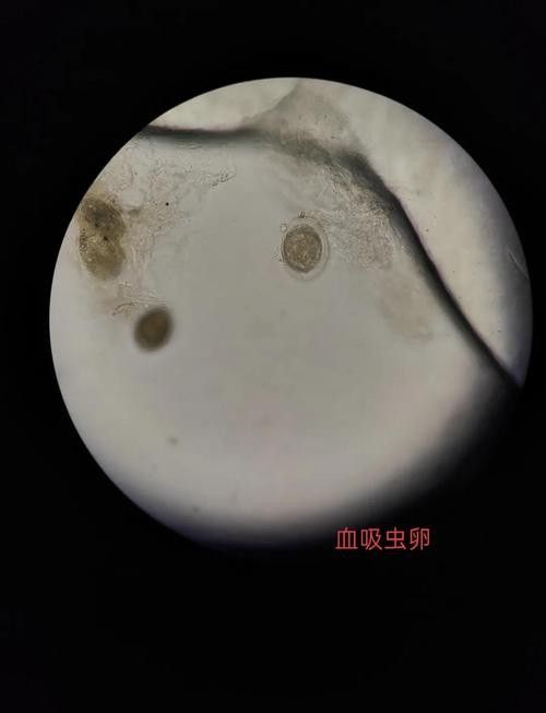 龍魚身上白色線狀寄生蟲圖片