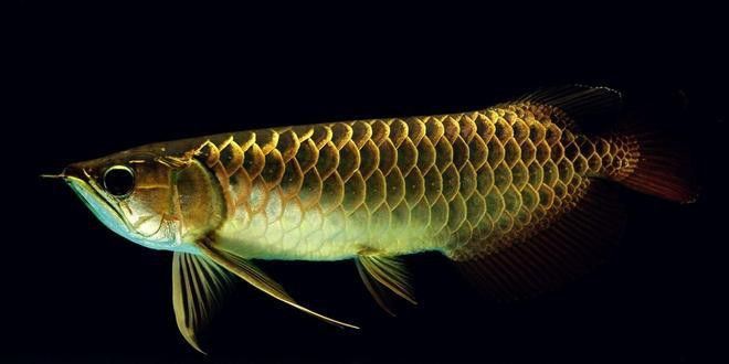 亞洲黑龍魚