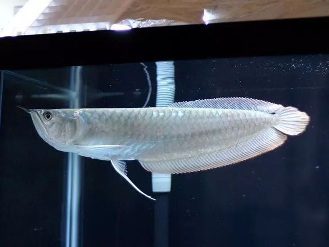亞洲黑龍魚