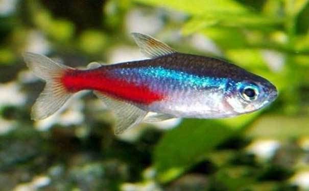 亞洲黑龍魚