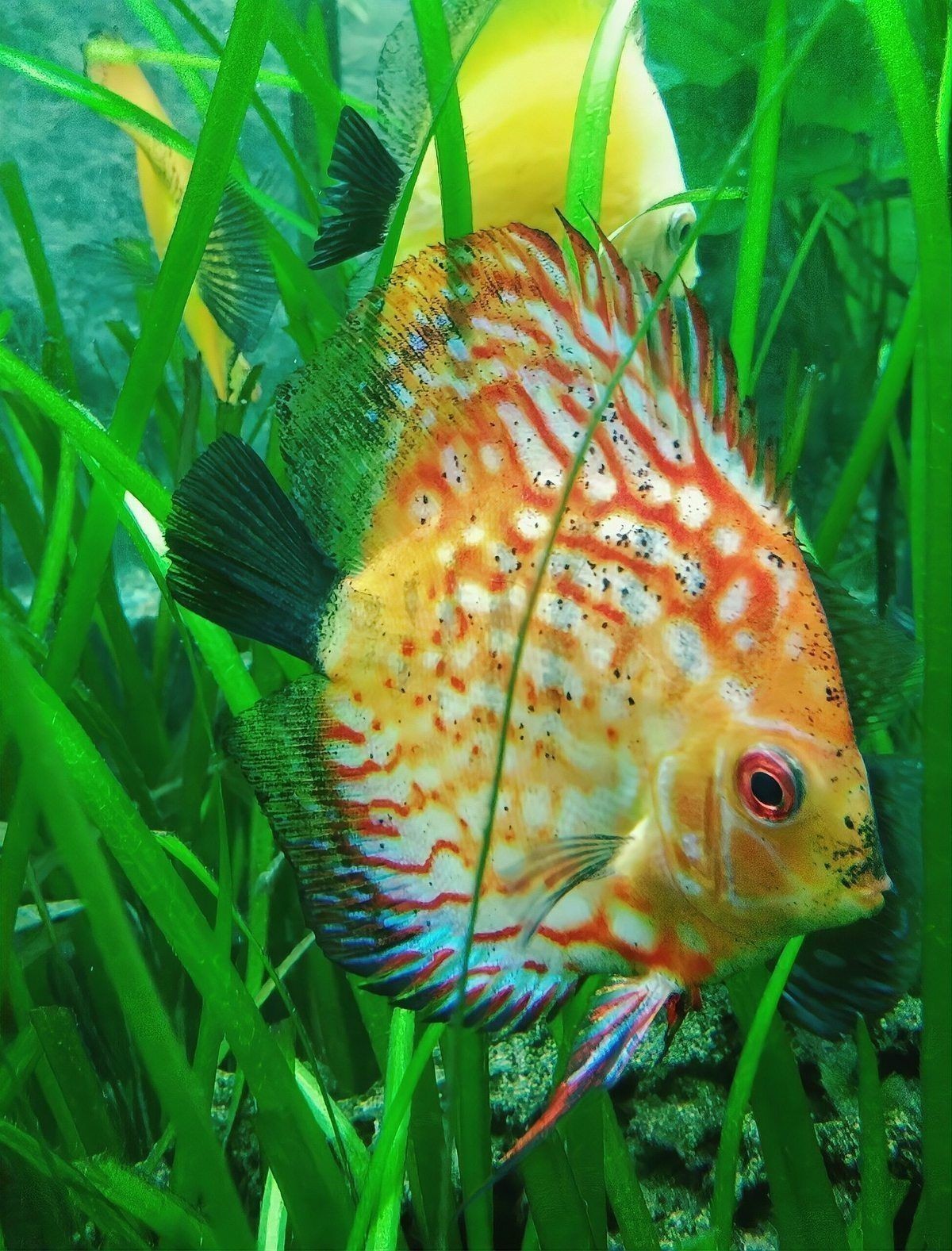 養(yǎng)孔雀魚的10大忌