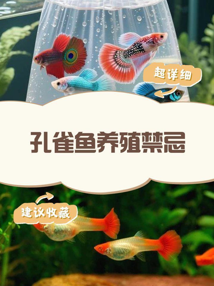 養(yǎng)孔雀魚的10大忌