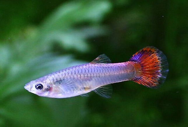 養(yǎng)孔雀魚的10大忌