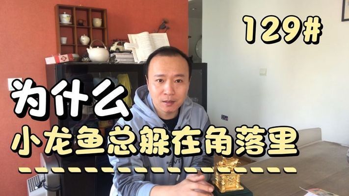 龍魚怎么老躲在一個角落里：龍魚躲藏在角落的原因及其對環境的潛在影響