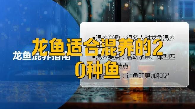 短身福龍魚與哪些魚類混養最和諧？