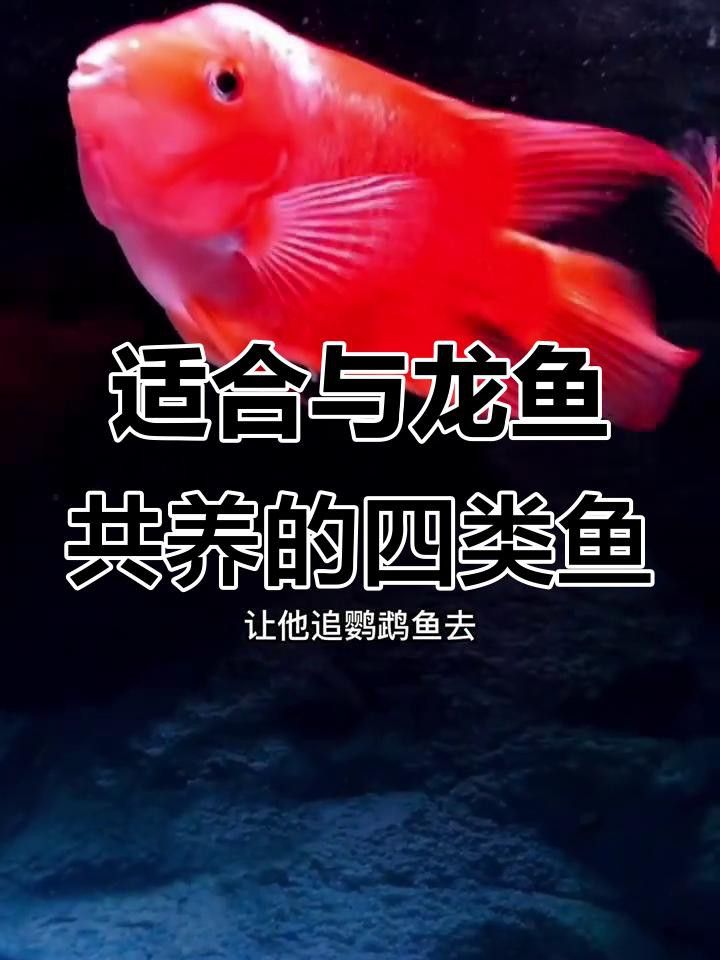 短身福龍魚與哪些魚類混養最和諧？