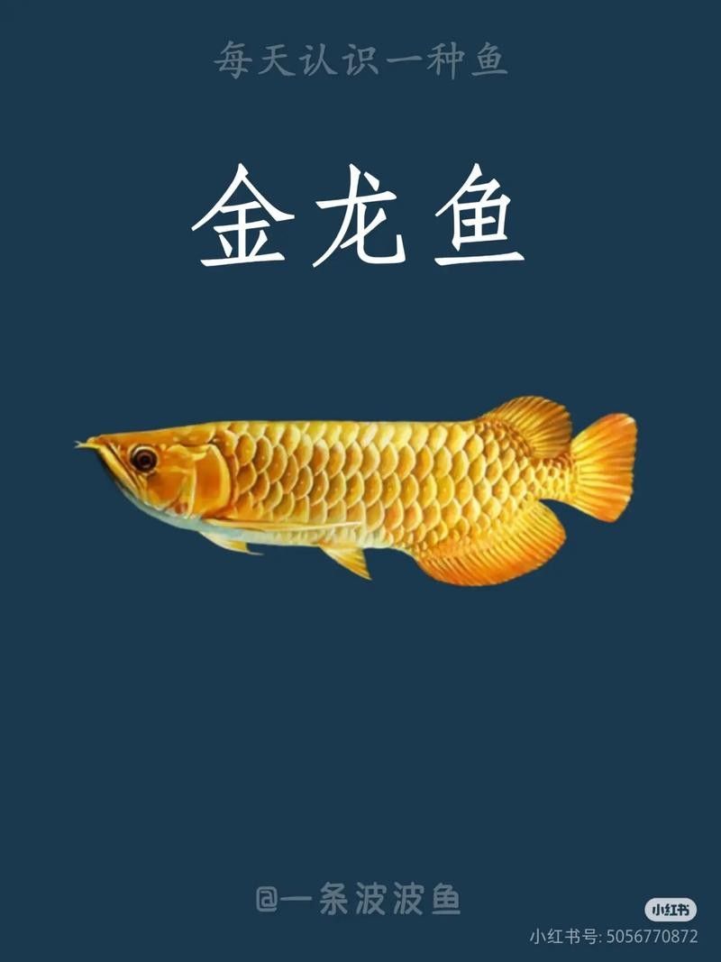 金龍魚藍(lán)底好還是金底好看圖片