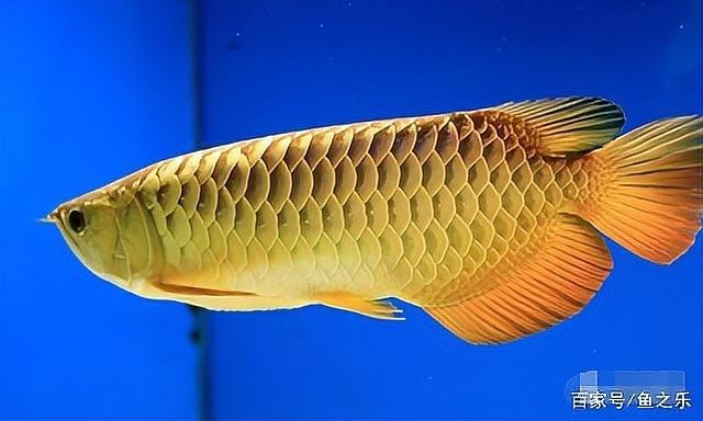 金龍魚藍(lán)底好還是金底好看圖片