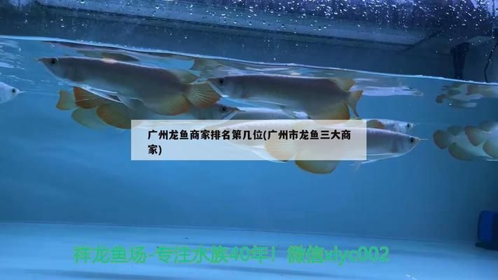 廣州市龍魚三大商家有哪些