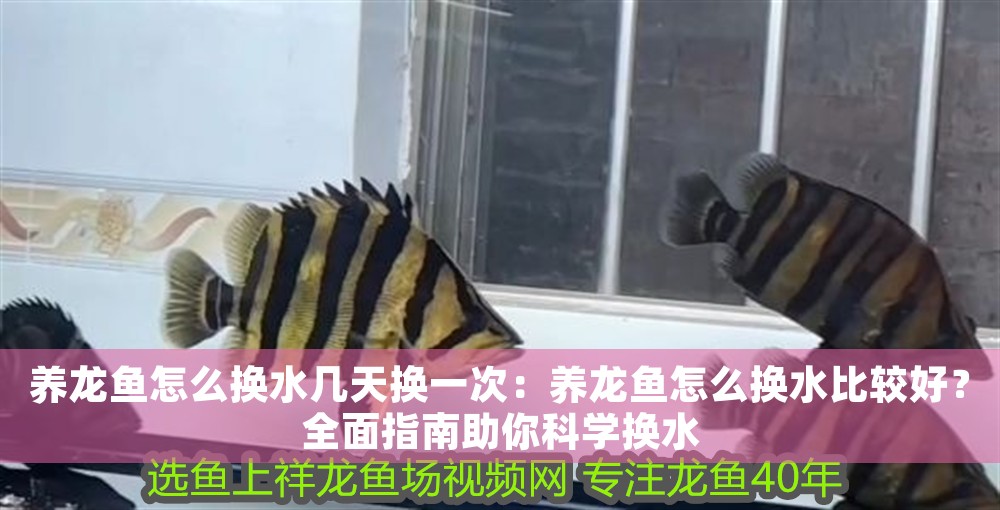 養龍魚怎么換水幾天換一次：養龍魚怎么換水比較好？全面指南助你科學換水