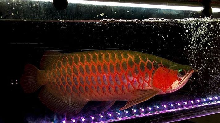 戰車紅龍:關于戰車紅龍的一些信息 龍魚百科 第4張 戰車紅龍:關于戰車紅龍的一些信息 戰車紅龍:關于戰車紅龍的一些信息 龍魚百科 第4張