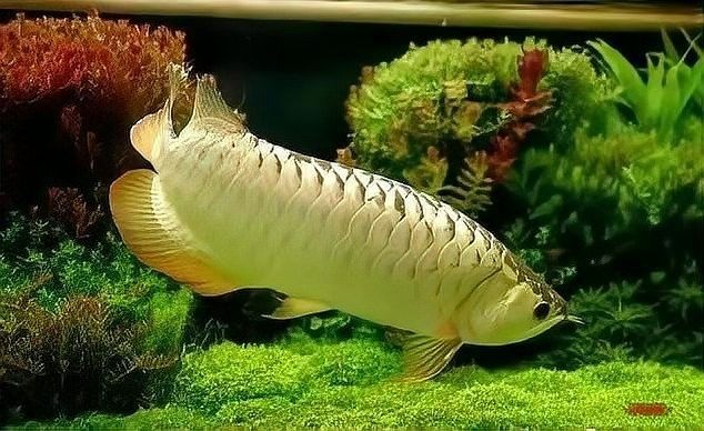 龍魚魚缸需要加蓋嗎？